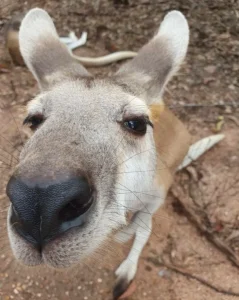 Territory Wildlife Park