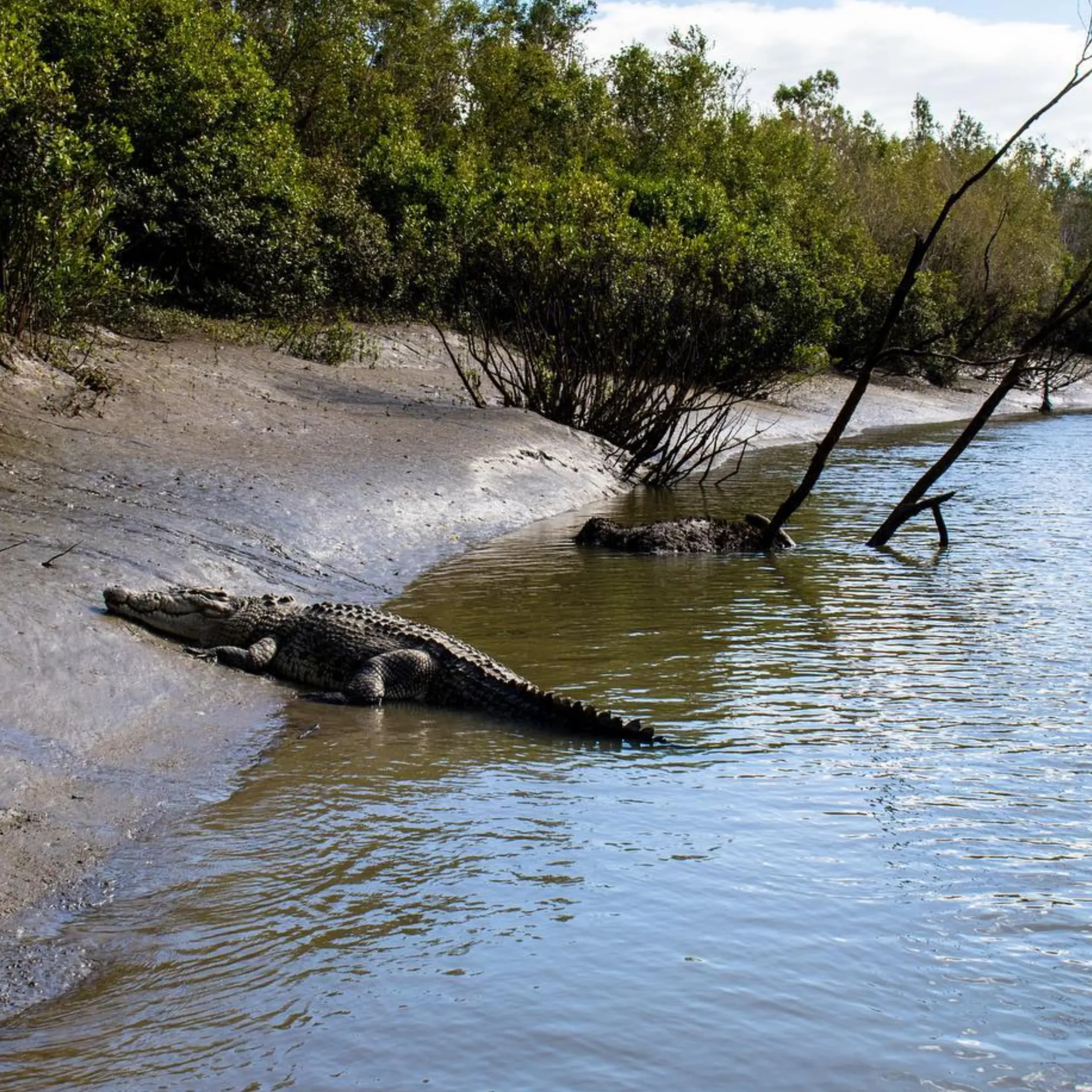 Estuarine Crocodiles, Kakadu