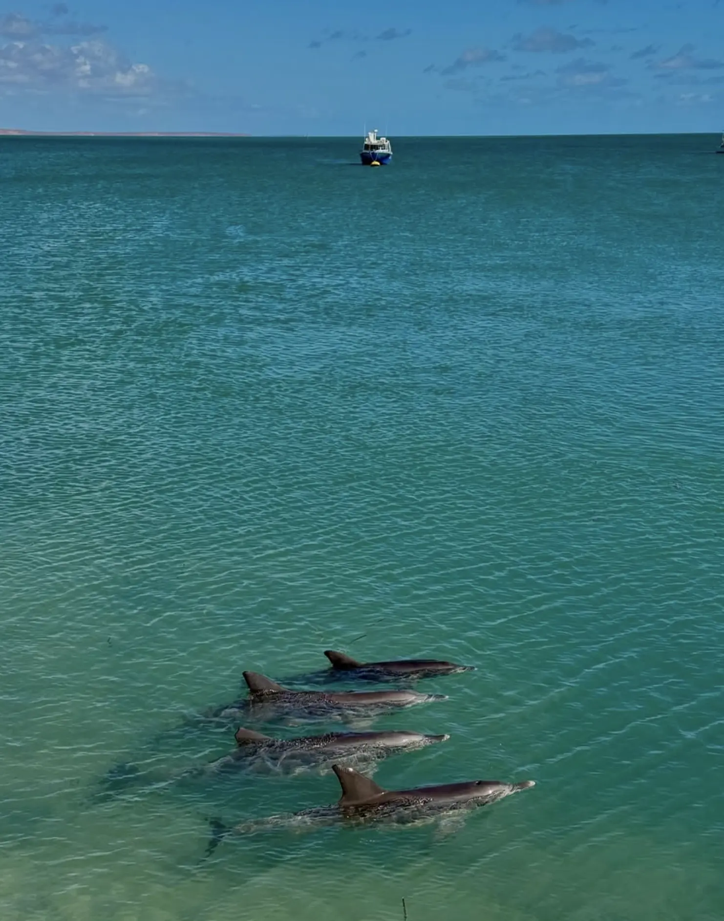 Morning Dolphin Feeding WA