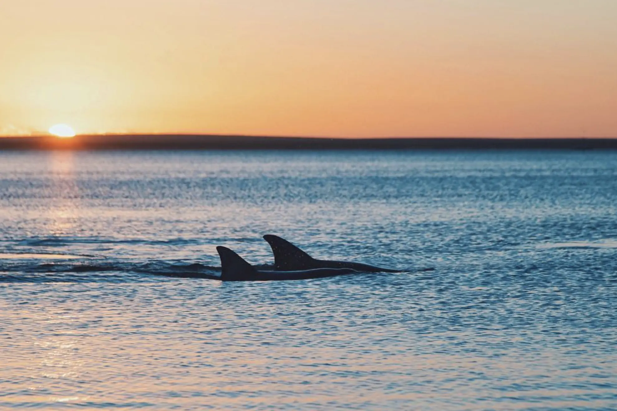 Shark Bay Marine Park